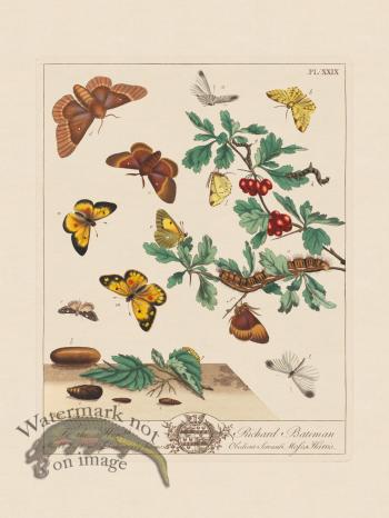 Moses Harris Insects 29